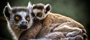 ZOO Frankfurt